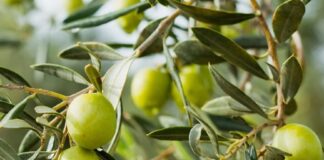 18th KORČULA OLIVE OIL DAYS and Protected Indigenous Products Fair